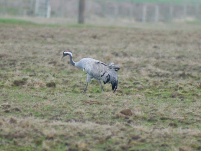 Common Crane