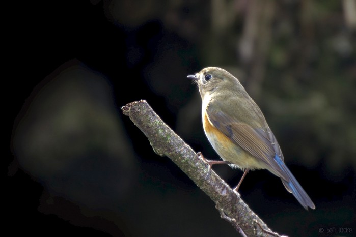 Red-flanked Bluetail