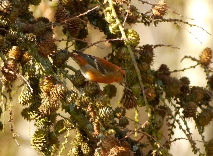 Two-barred Crossbill
