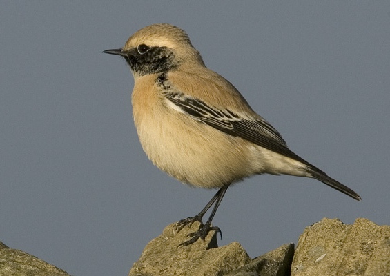 Desert Wheatear