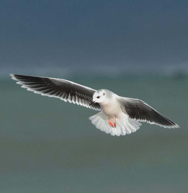 Little Gull