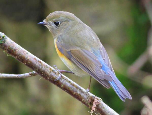 Red-flanked Bluetail