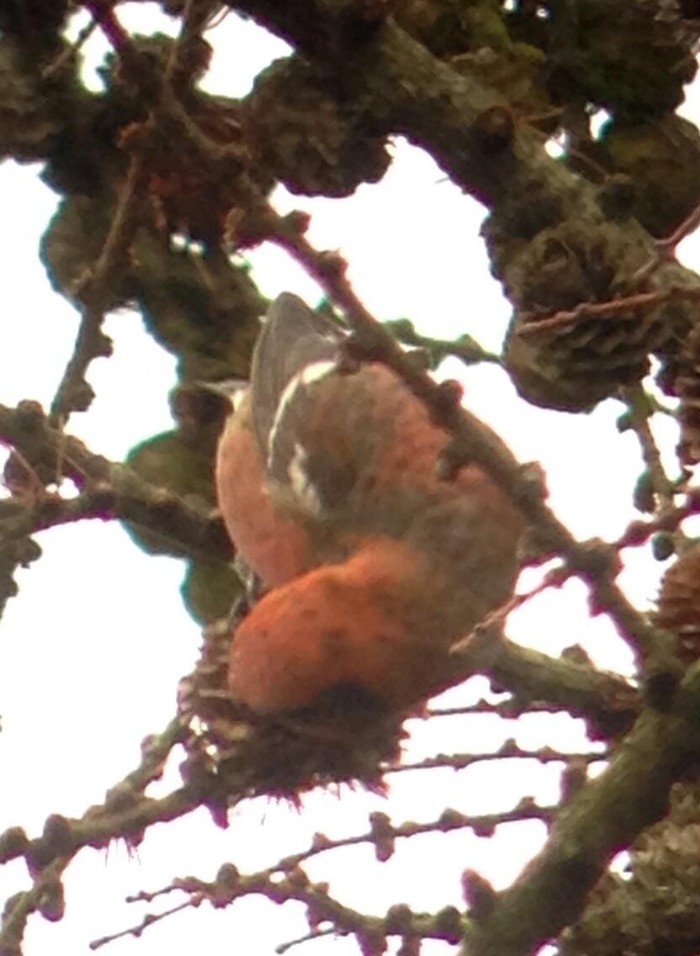 Two-barred Crossbill