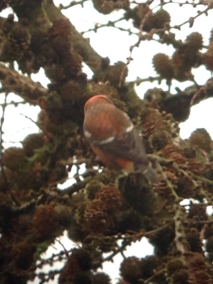 Two-barred Crossbill