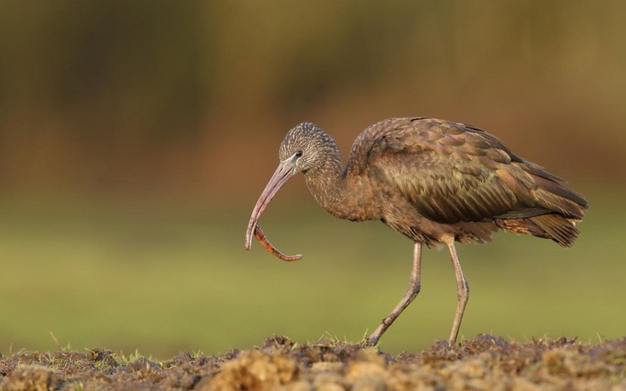 Glossy Ibis