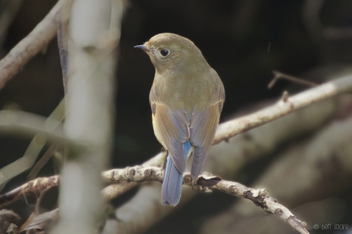 Red-flanked Bluetail
