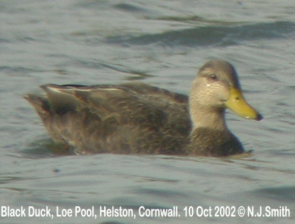 Black Duck