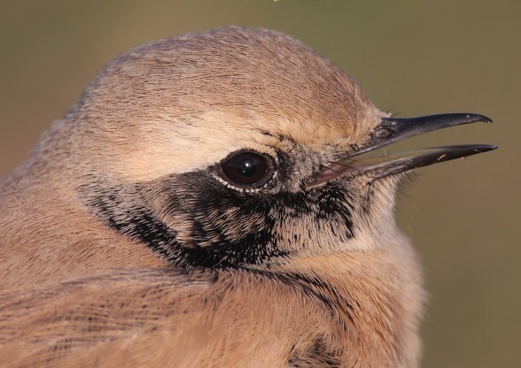 Desert Wheatear