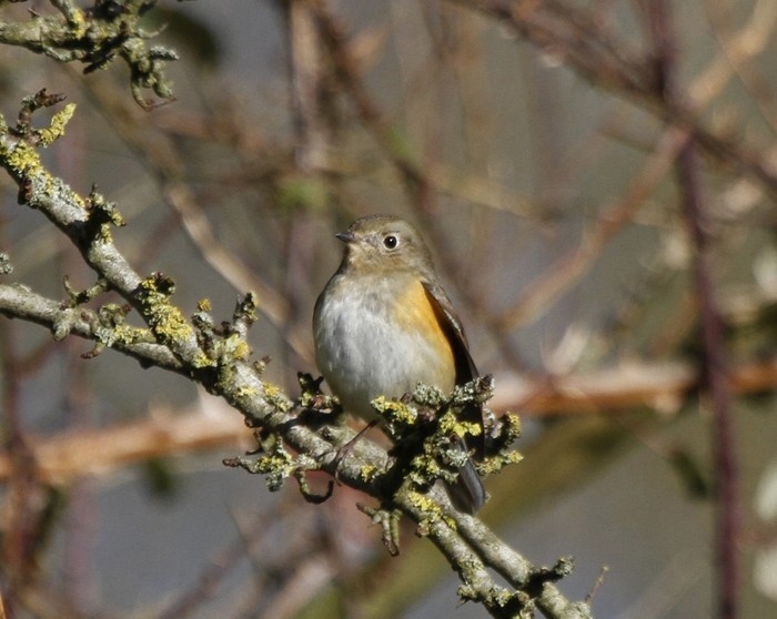 Red-flanked Bluetail