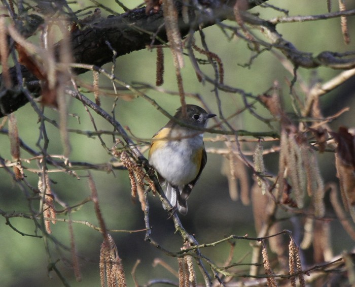 Red-flanked Bluetail