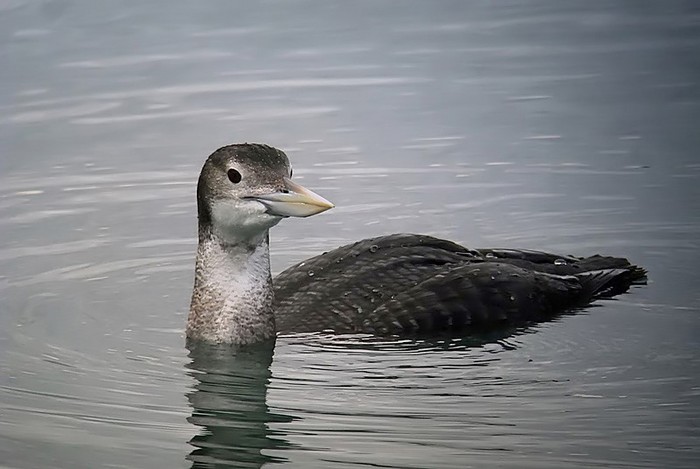 White-billed Diver