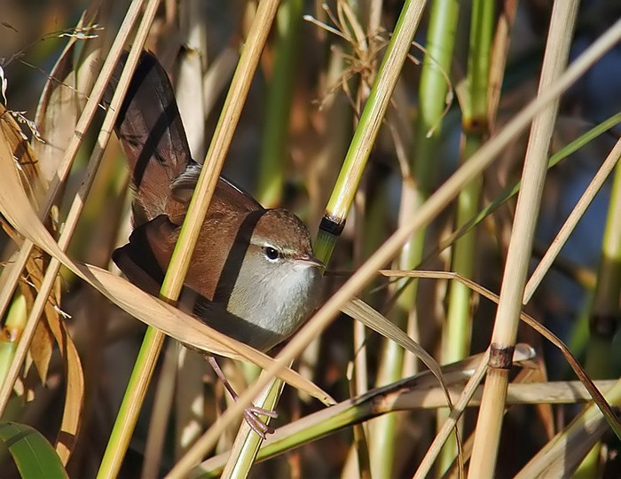 Cetti's Warbler