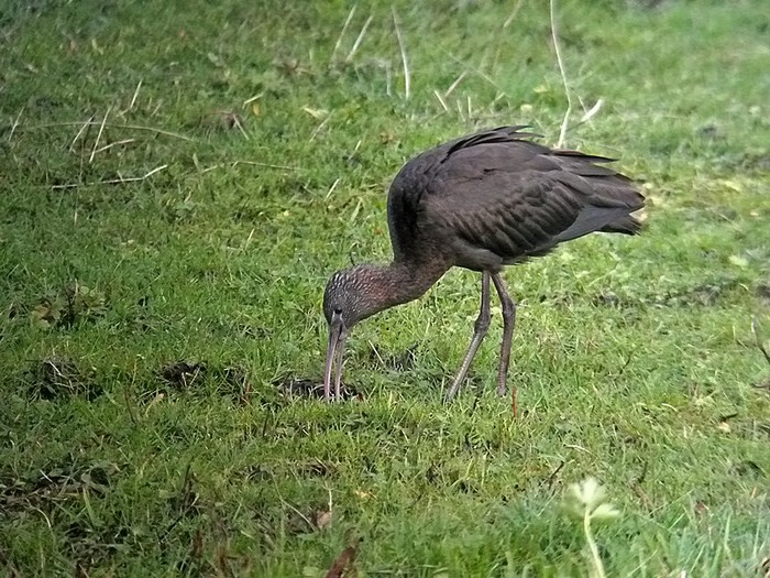 Glossy Ibis
