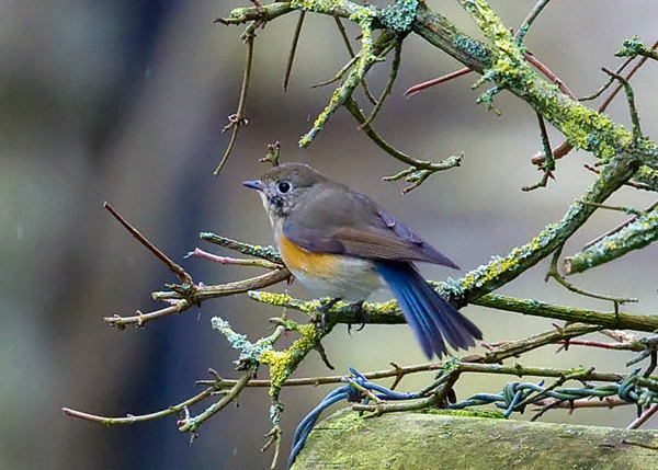 Red-flanked Bluetail