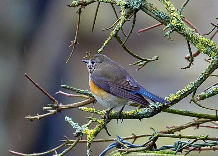 Red-flanked Bluetail
