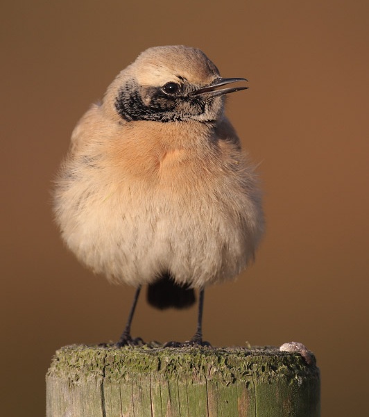 Desert Wheatear