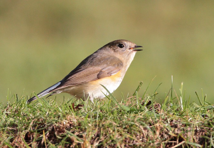 Red-flanked Bluetail