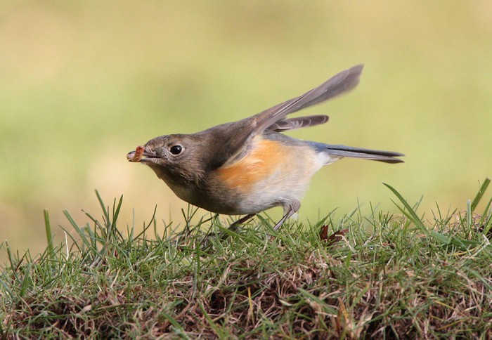 Red-flanked Bluetail