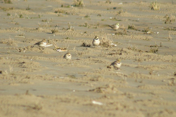 Shorelark