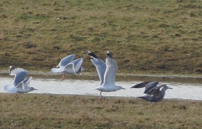 American Herring Gull