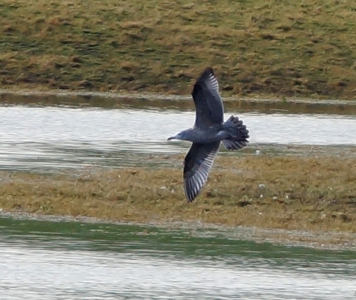 American Herring Gull