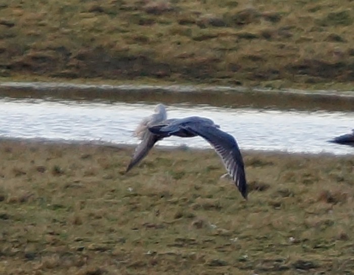 American Herring Gull