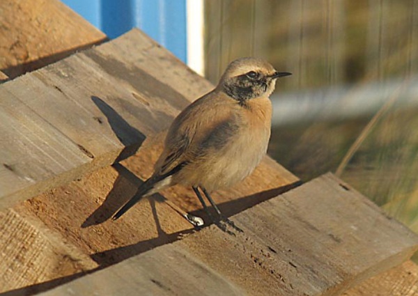 Desert Wheatear