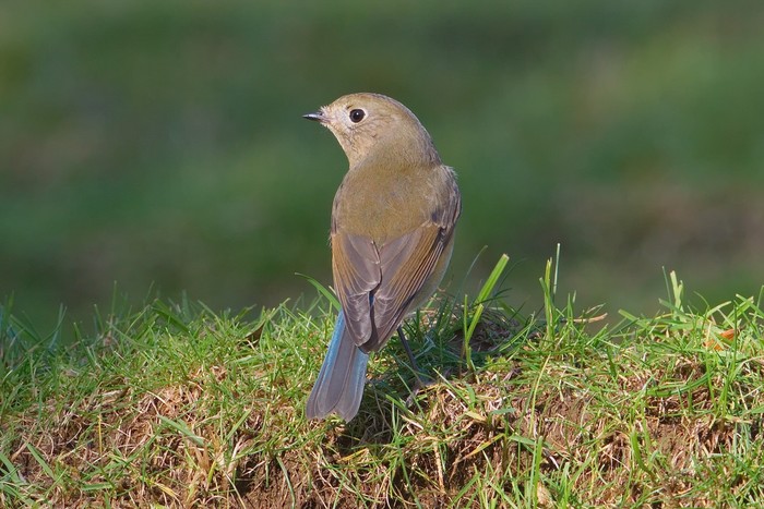 Red-flanked Bluetail