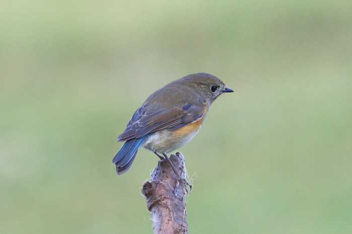 Red-flanked Bluetail