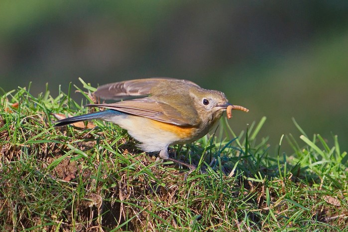Red-flanked Bluetail