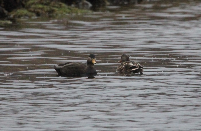 Black Duck