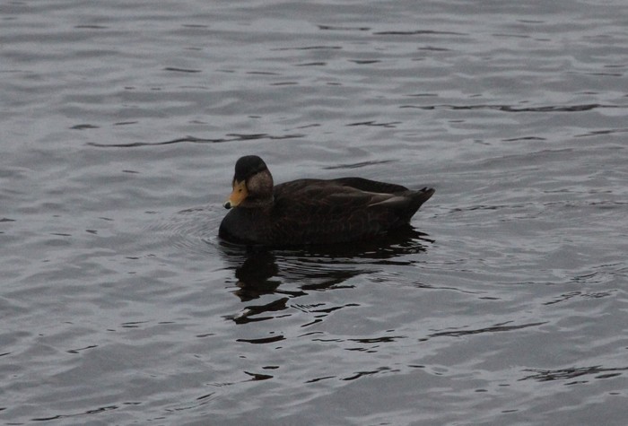Black Duck