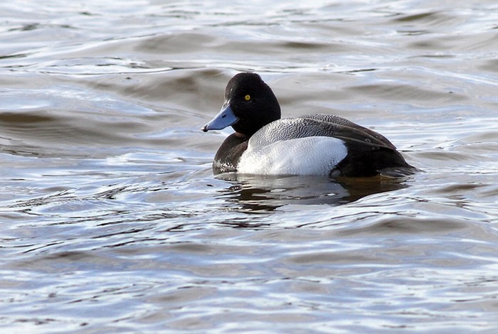 Lesser Scaup