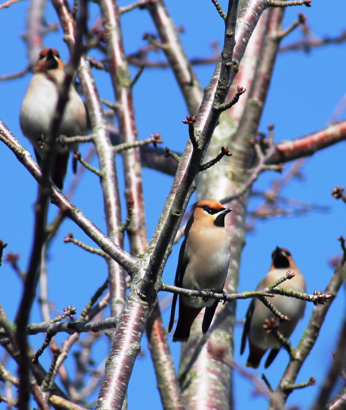 Waxwing