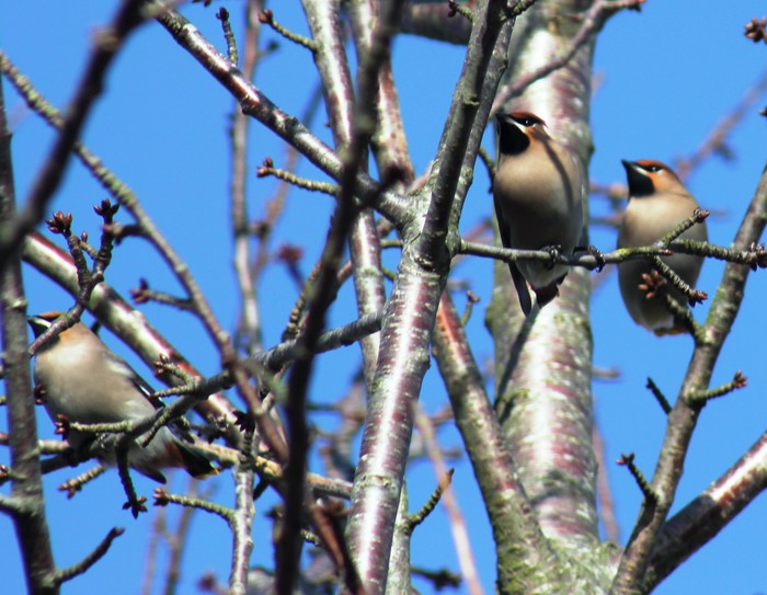 Waxwing