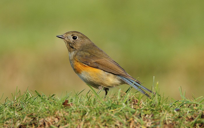 Red-flanked Bluetail