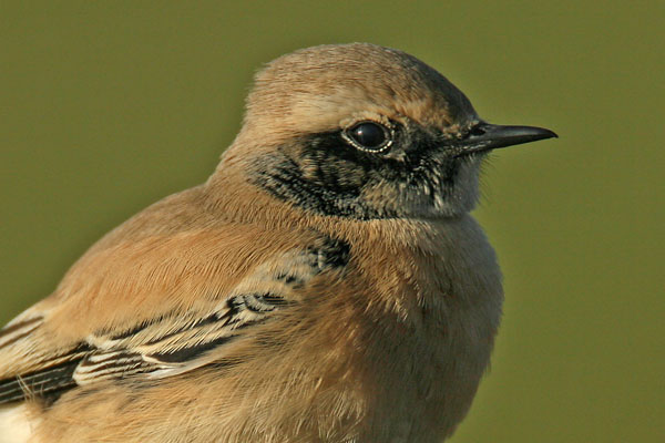 Desert Wheatear
