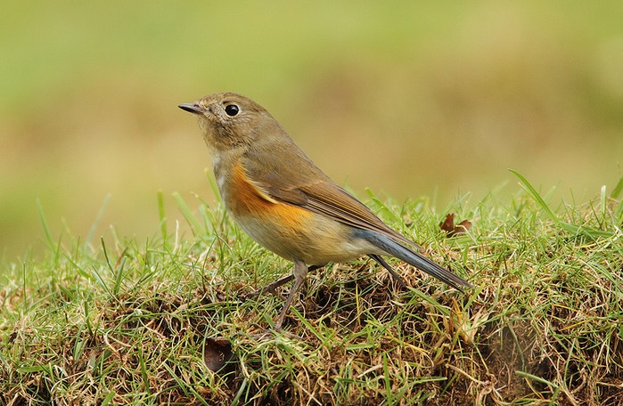 Red-flanked Bluetail