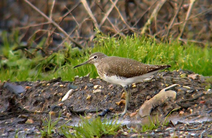 Green Sandpiper