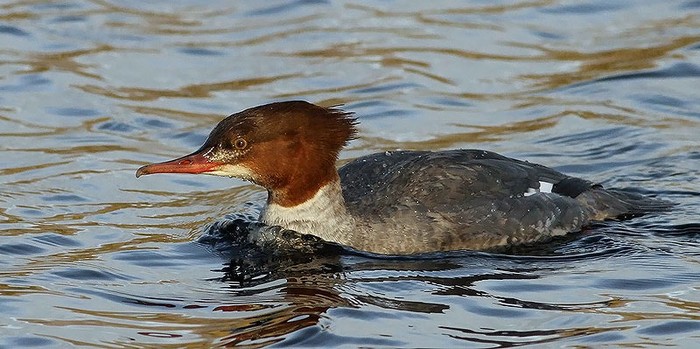 Goosander