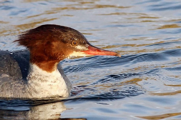Goosander