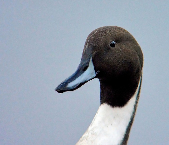 Pintail