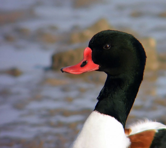 Shelduck
