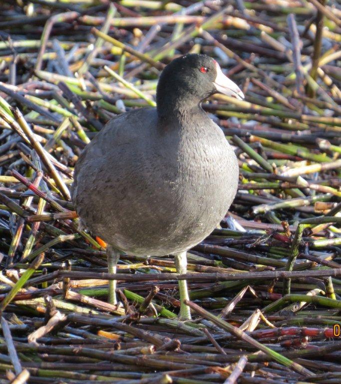American Coot