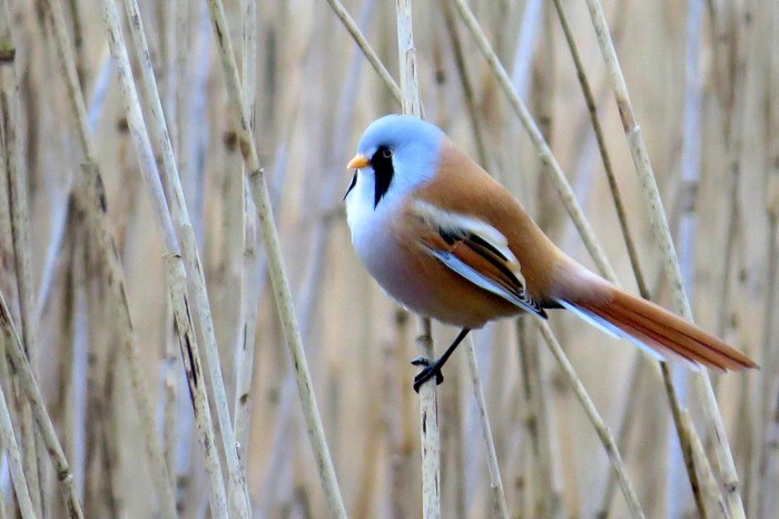 Bearded Tit