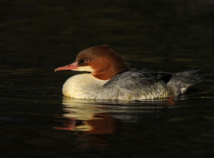 Goosander