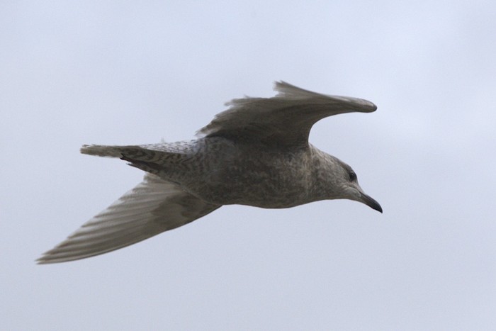 Kumlien's Gull