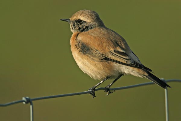 Desert Wheatear