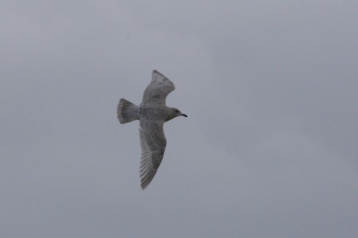 Kumlien's Gull