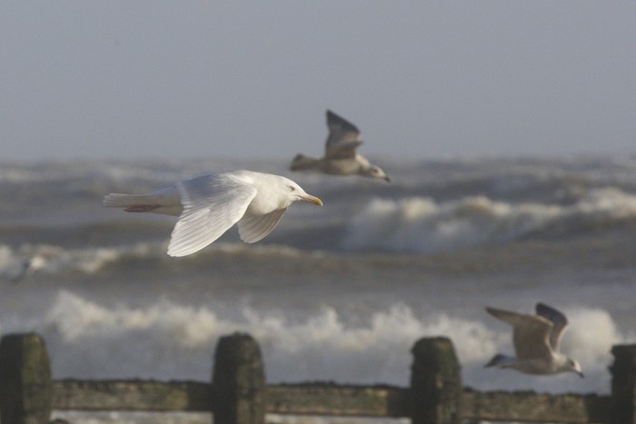 Glaucous Gull